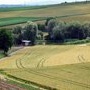 Champs de ble en bordure du village
