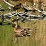 Faune de la lagune (juin 2014)