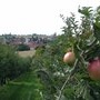 Les pommiers de Kienheim