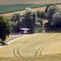 Champs de blÃ©