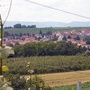 Vignoble autour de Kienheim