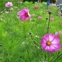 prairie fleurie rue des Violettes