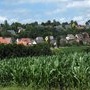 Champs de maÃ¯s en bordure du village