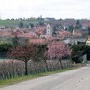 Les vergers de Kienheim