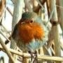 Rouge-gorge au bord de la lagune